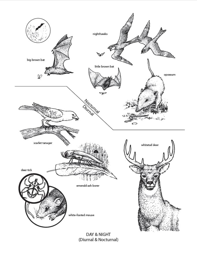 6200 Night Animals Coloring Pages Images & Pictures In HD