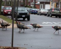 Turkeys as Urban Wildlife